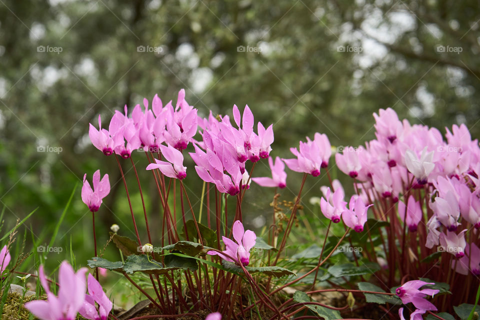 Cyclamen 