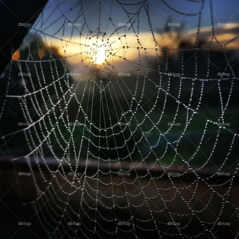 I just caught the sun in this spider-web