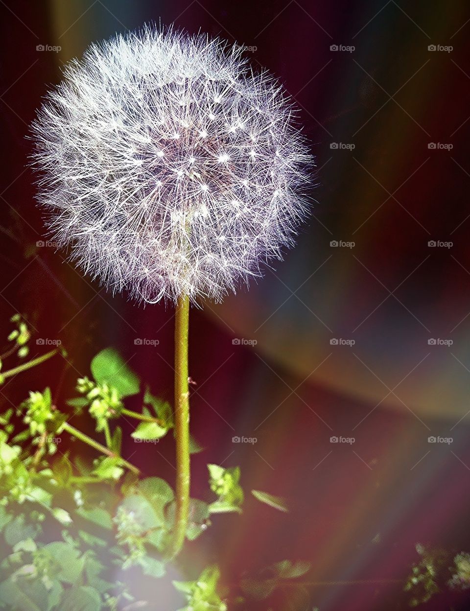 Dandelion Dreams