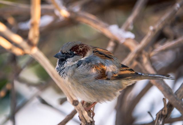 Bird