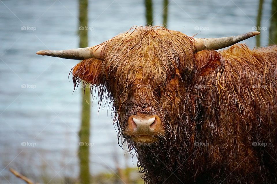 Watching a Scottish Highland Cow graze in the rain.