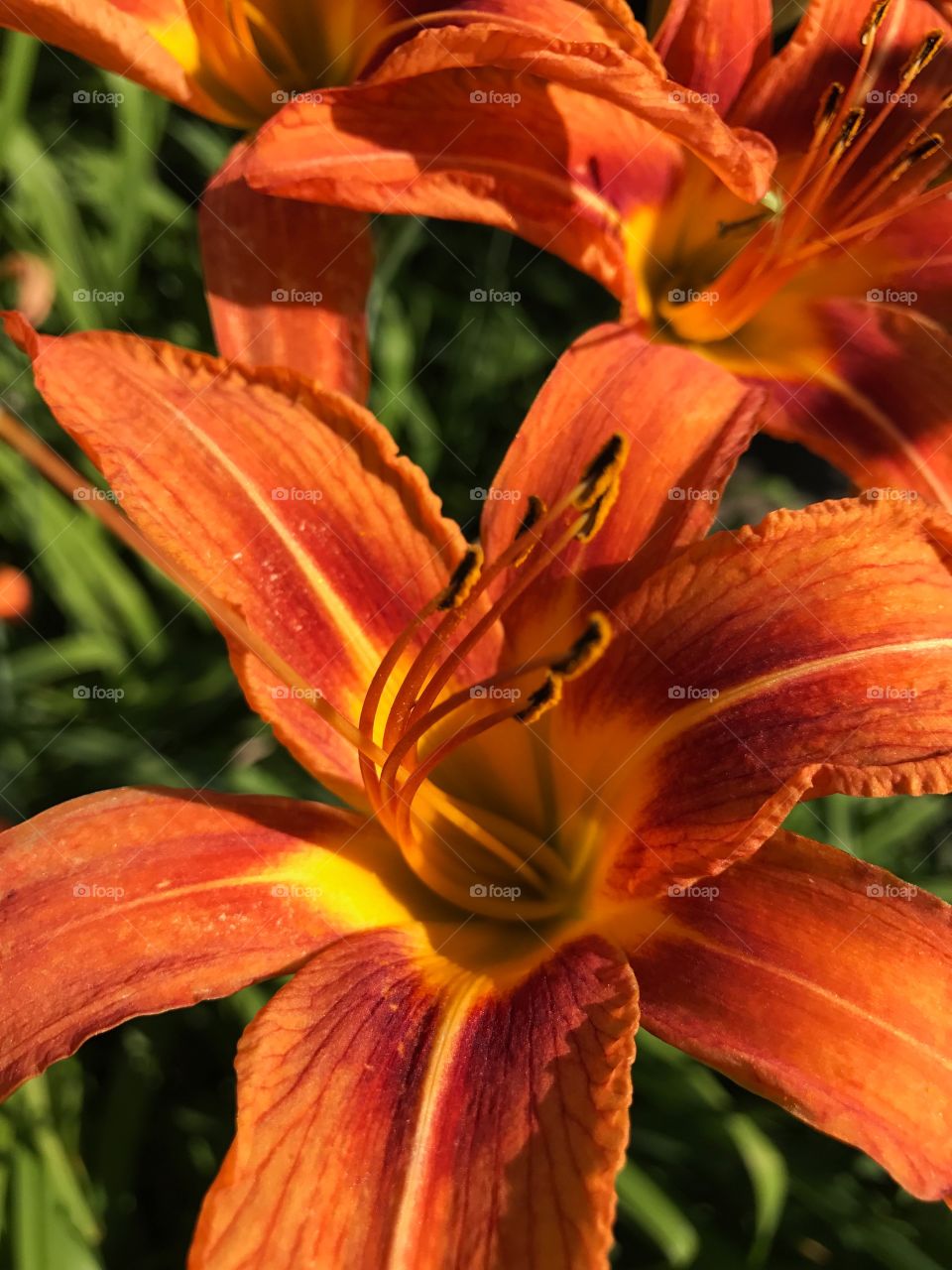 Close-up of orange flowers