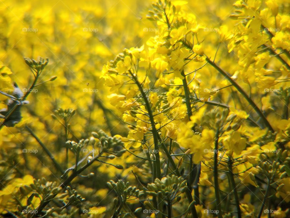 rapeseed field on a summer day (3)