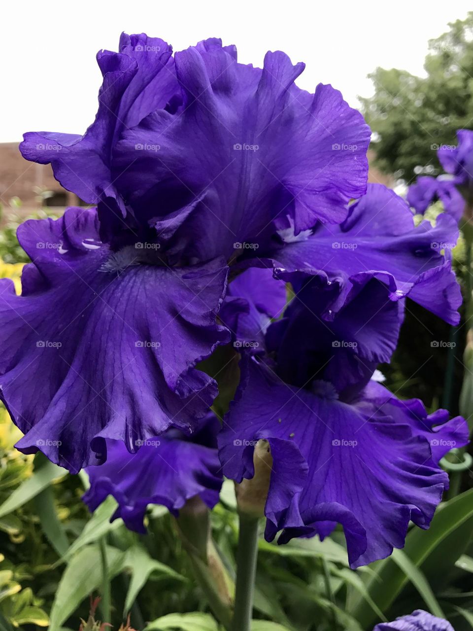 The purple variety of the bulb known as the bearded iris. A stunningly beautiful specimen in the garden. 