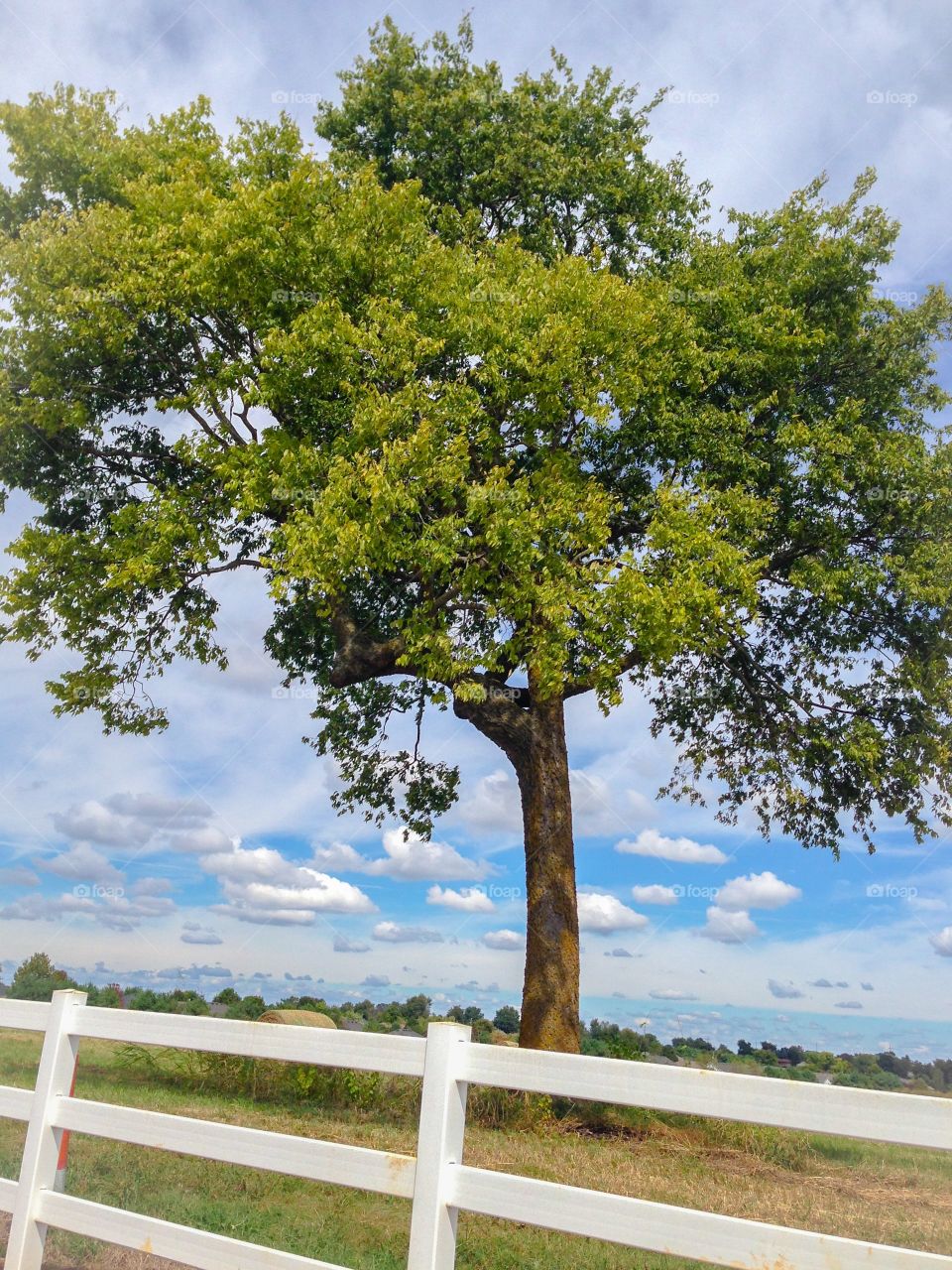 Single tree