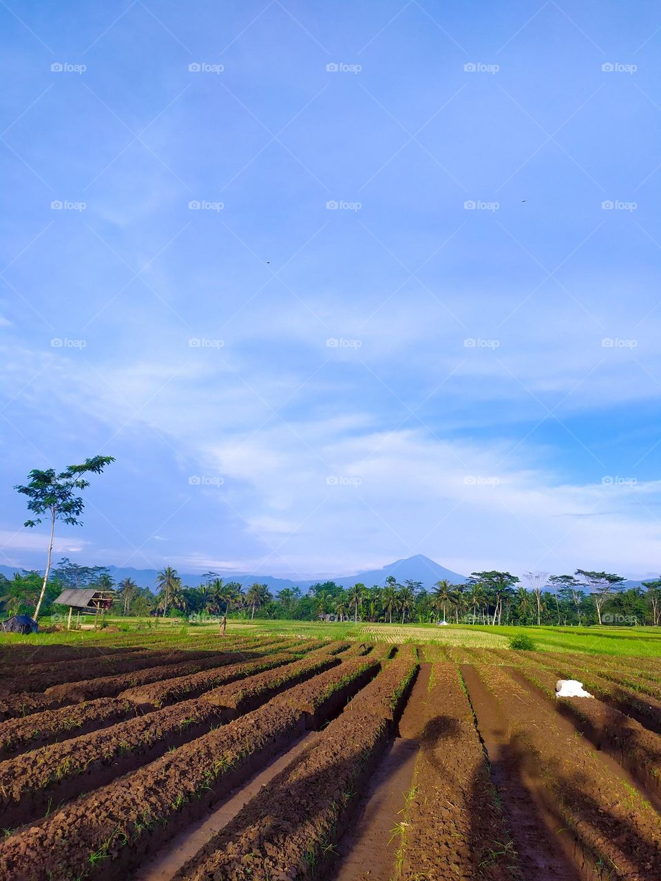 Farmers' fields