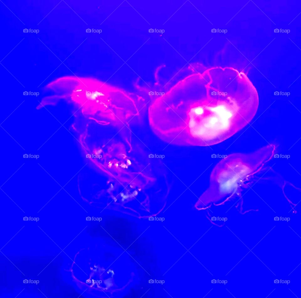 Jellyfish Series