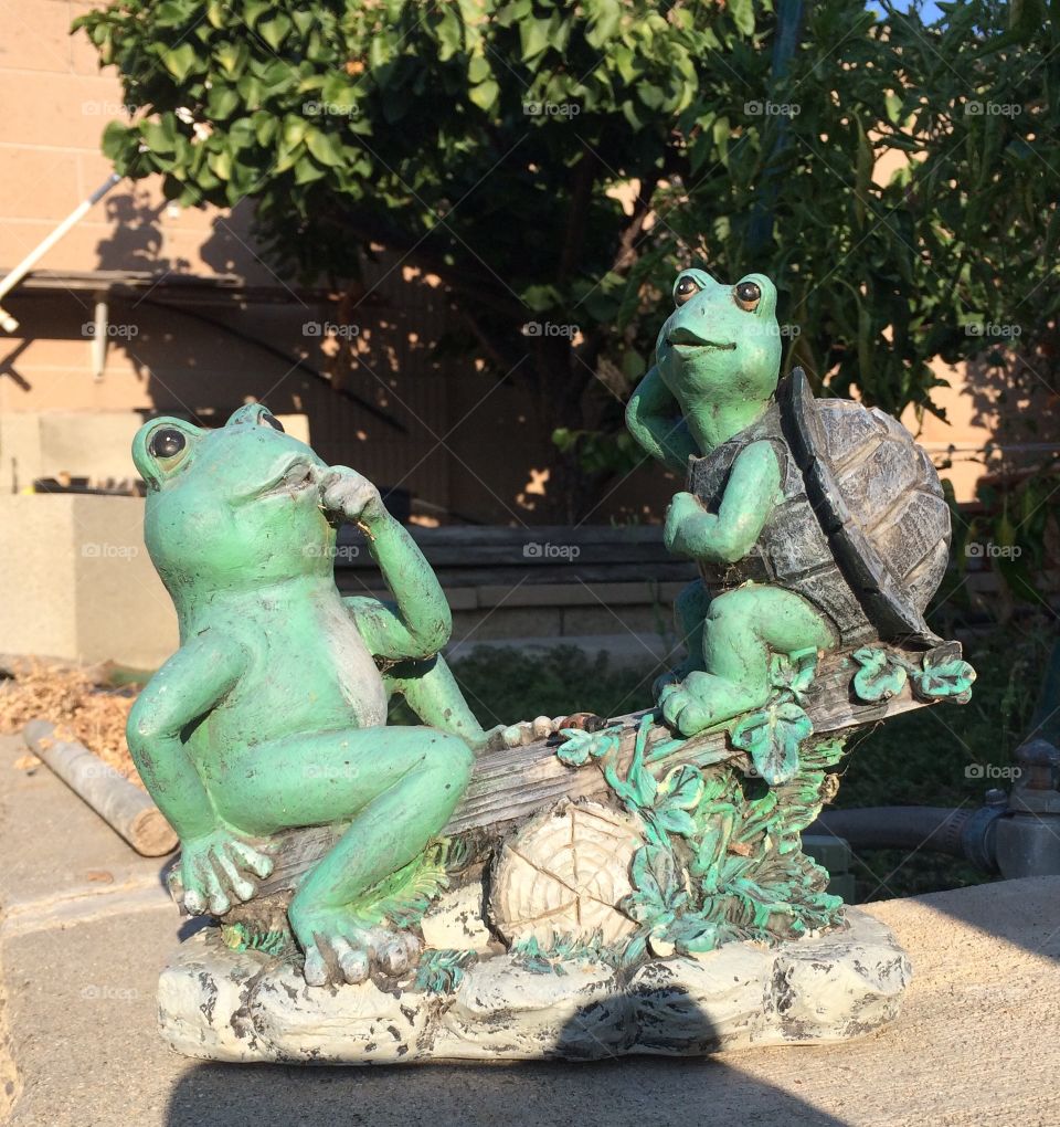 Just a couple of frogs in my garden