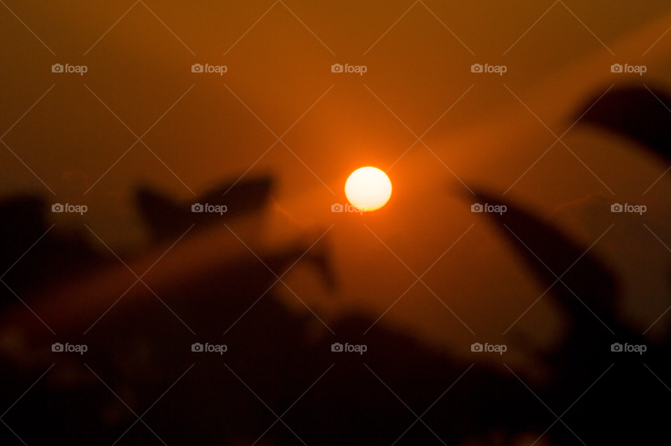 sky plants orange sun by liquideyes