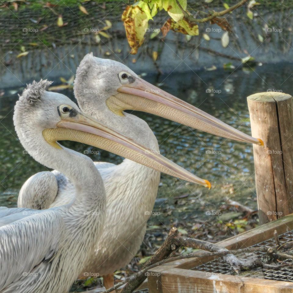 Two pelicans