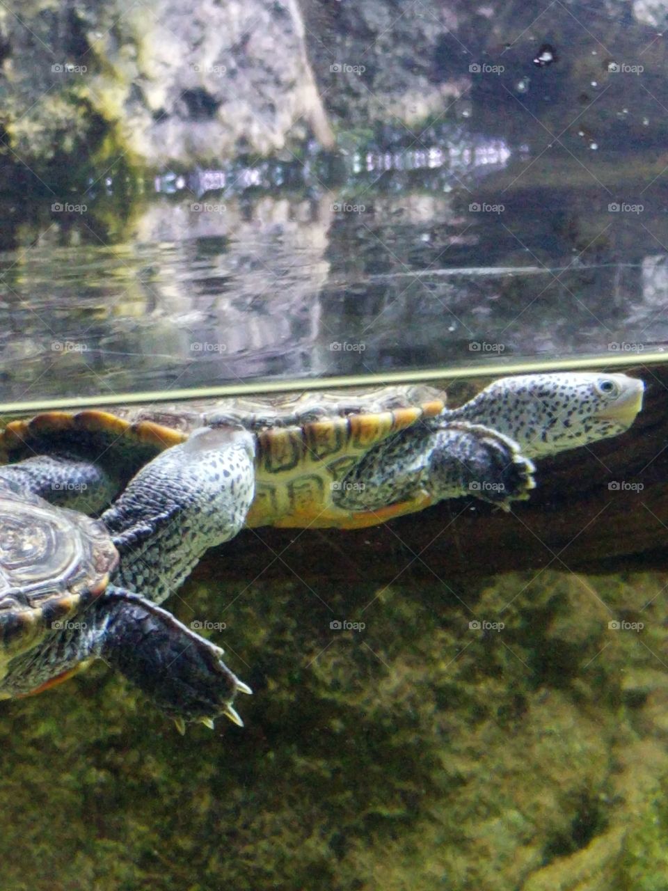 Come here you, turtles