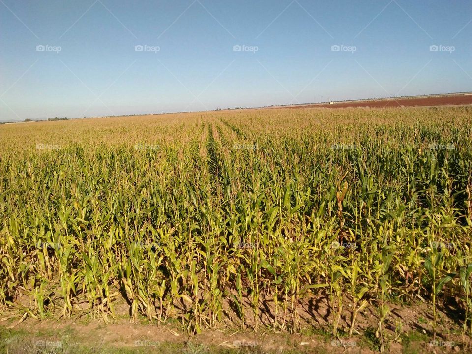 Beautiful field of popcorn