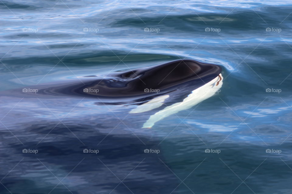 A member of the transient orca family comes to the water's surface