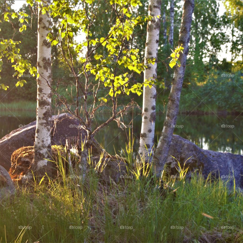 Summer nature of finland
