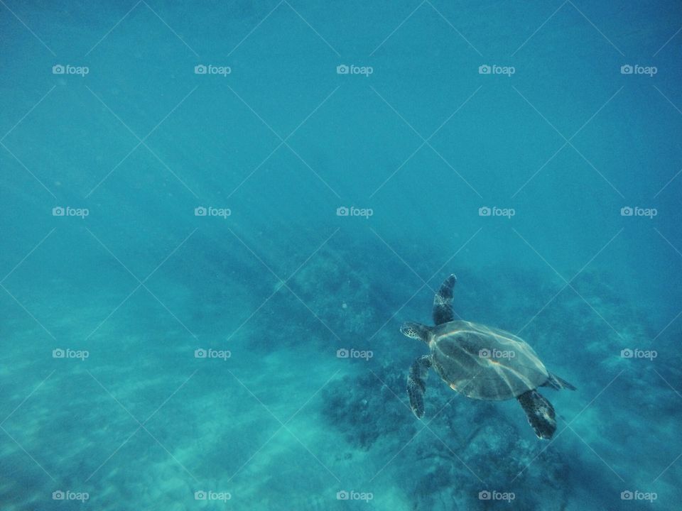 Underwater, Water, Turtle, Sea, Swimming