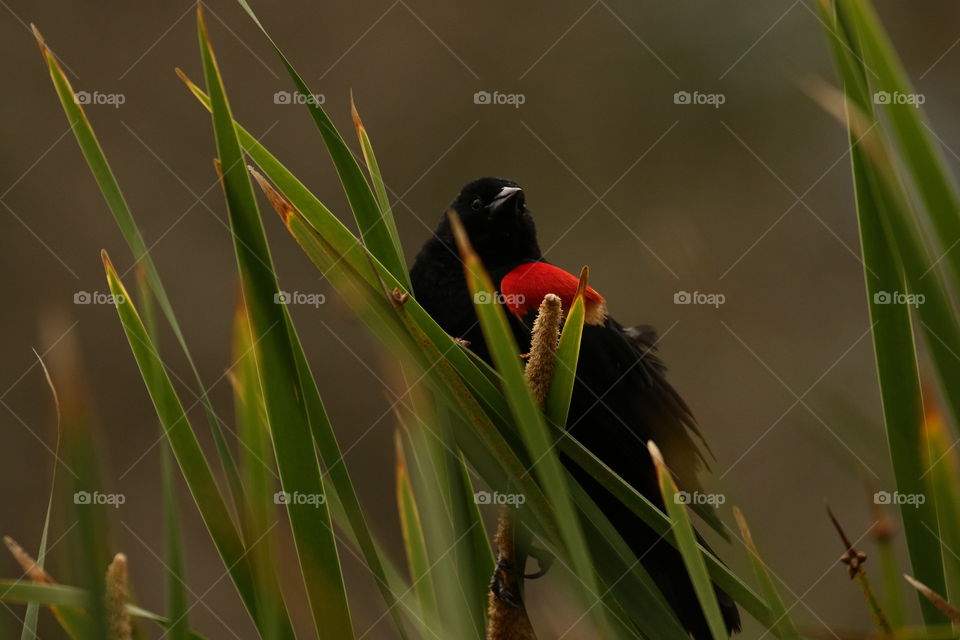 Red winged black bird in rushes