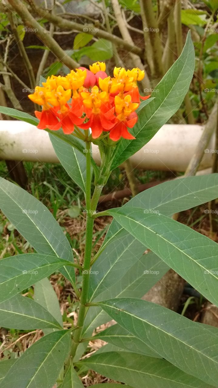 Simplesmente Flores!
Jardinagem e Fotografia são os.nossos hobbies. 
Bom ou não?