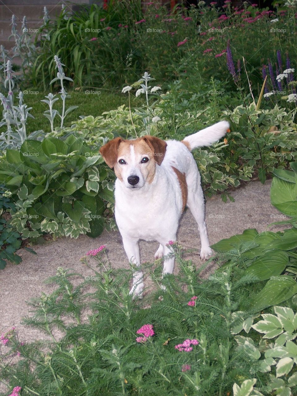 Cute dog beagle