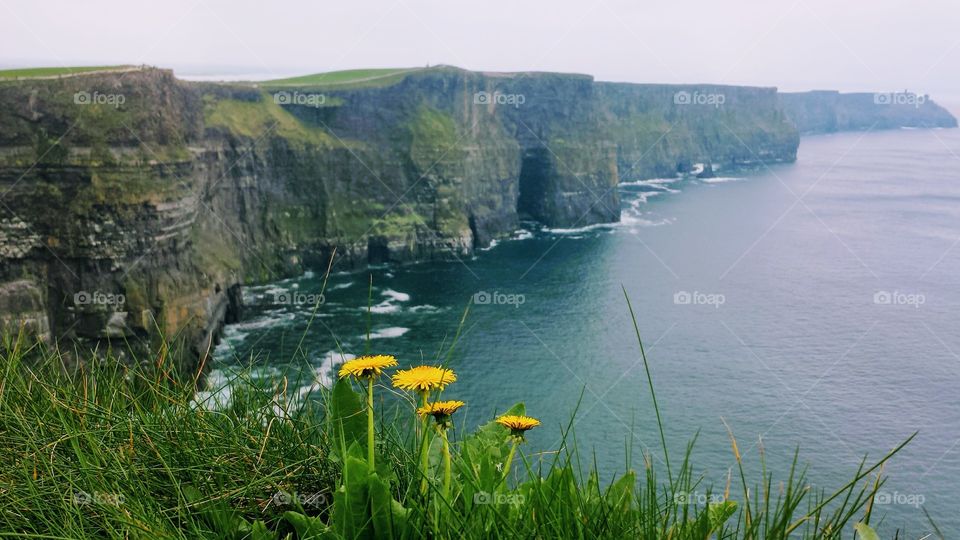 cliffs and dandelion