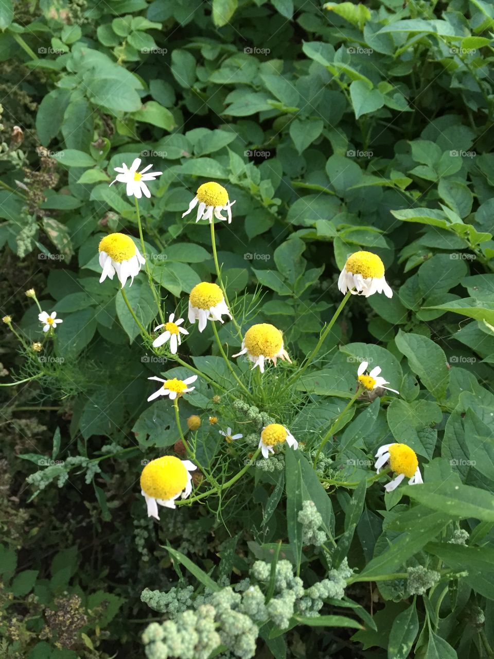 Flowers in the end of season 
