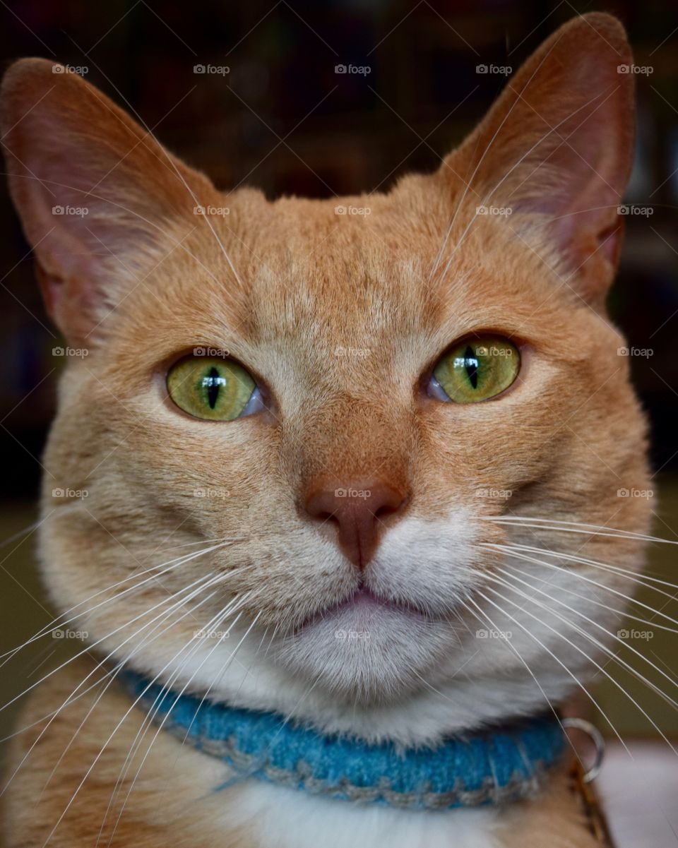 My handsome boy!! Taylor is so rotten rotten, but so adorable! 