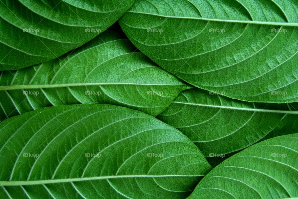 leaves