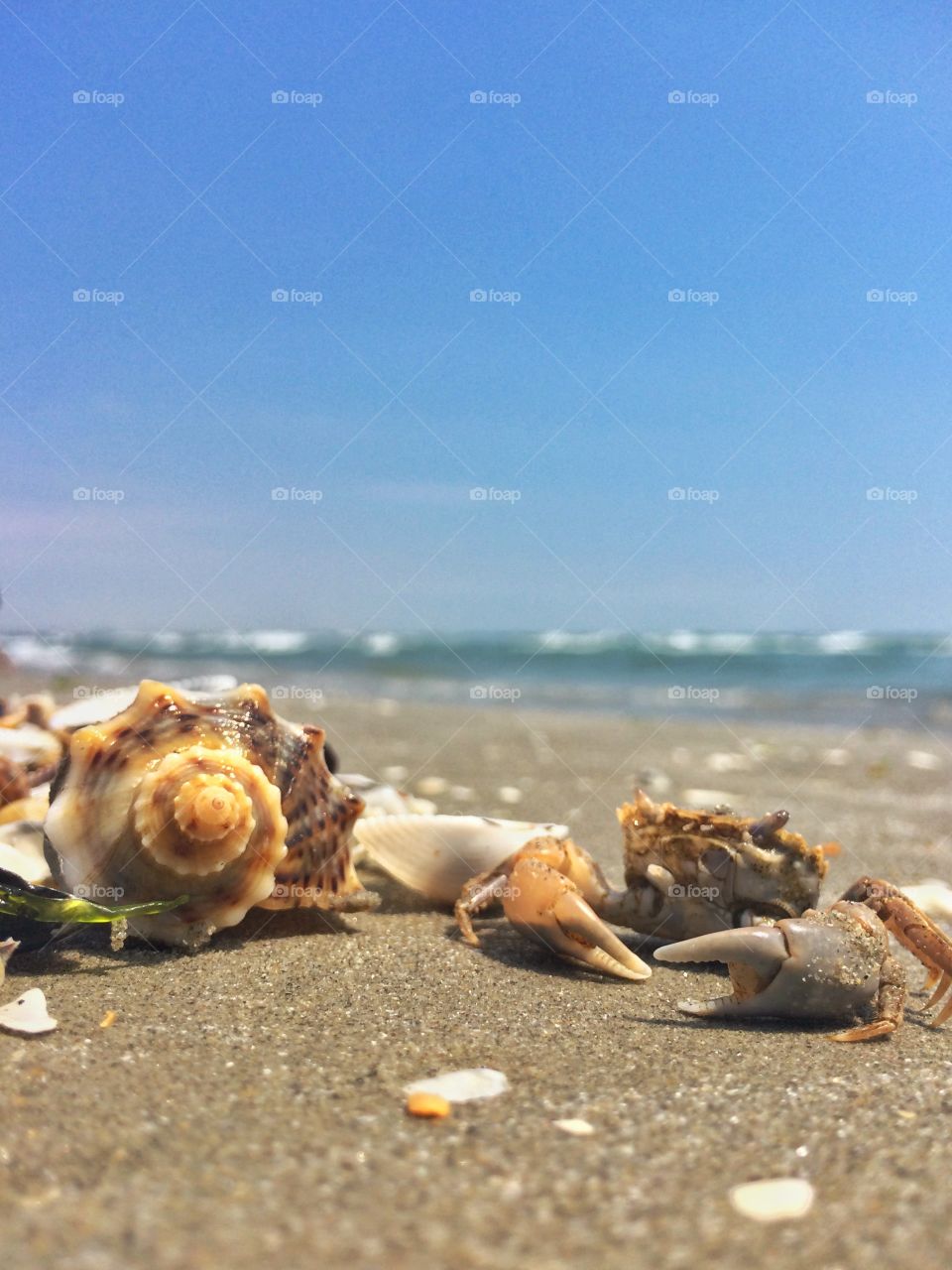 Seashell on beach