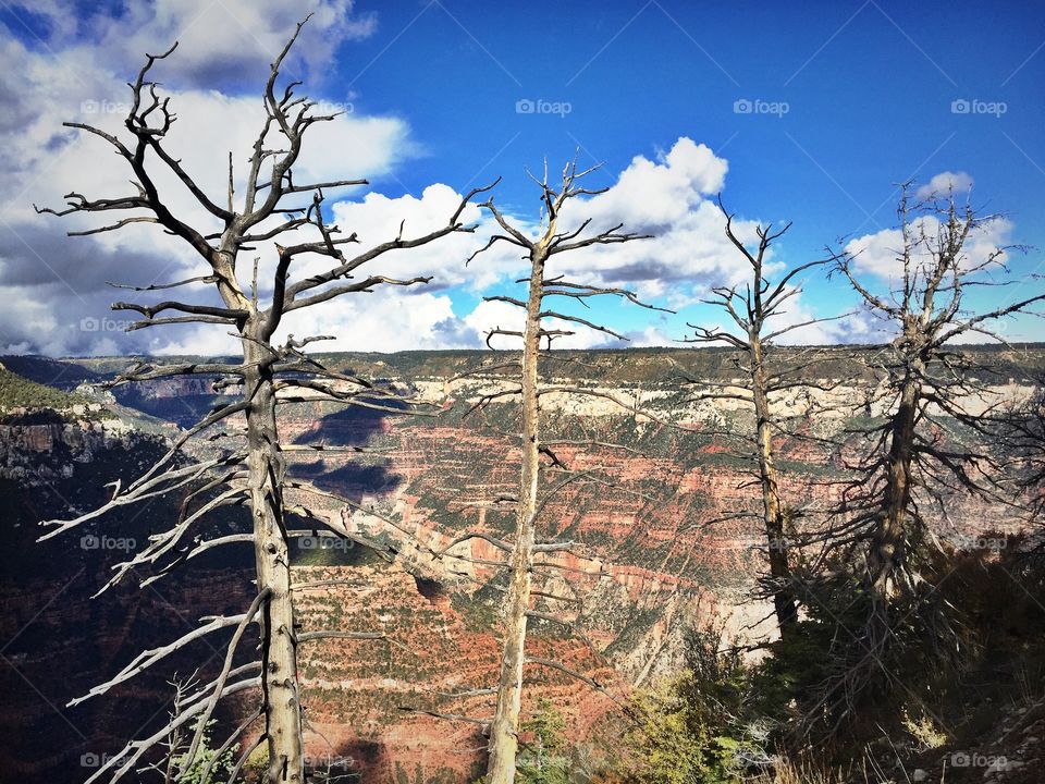 Grand Canyon trees