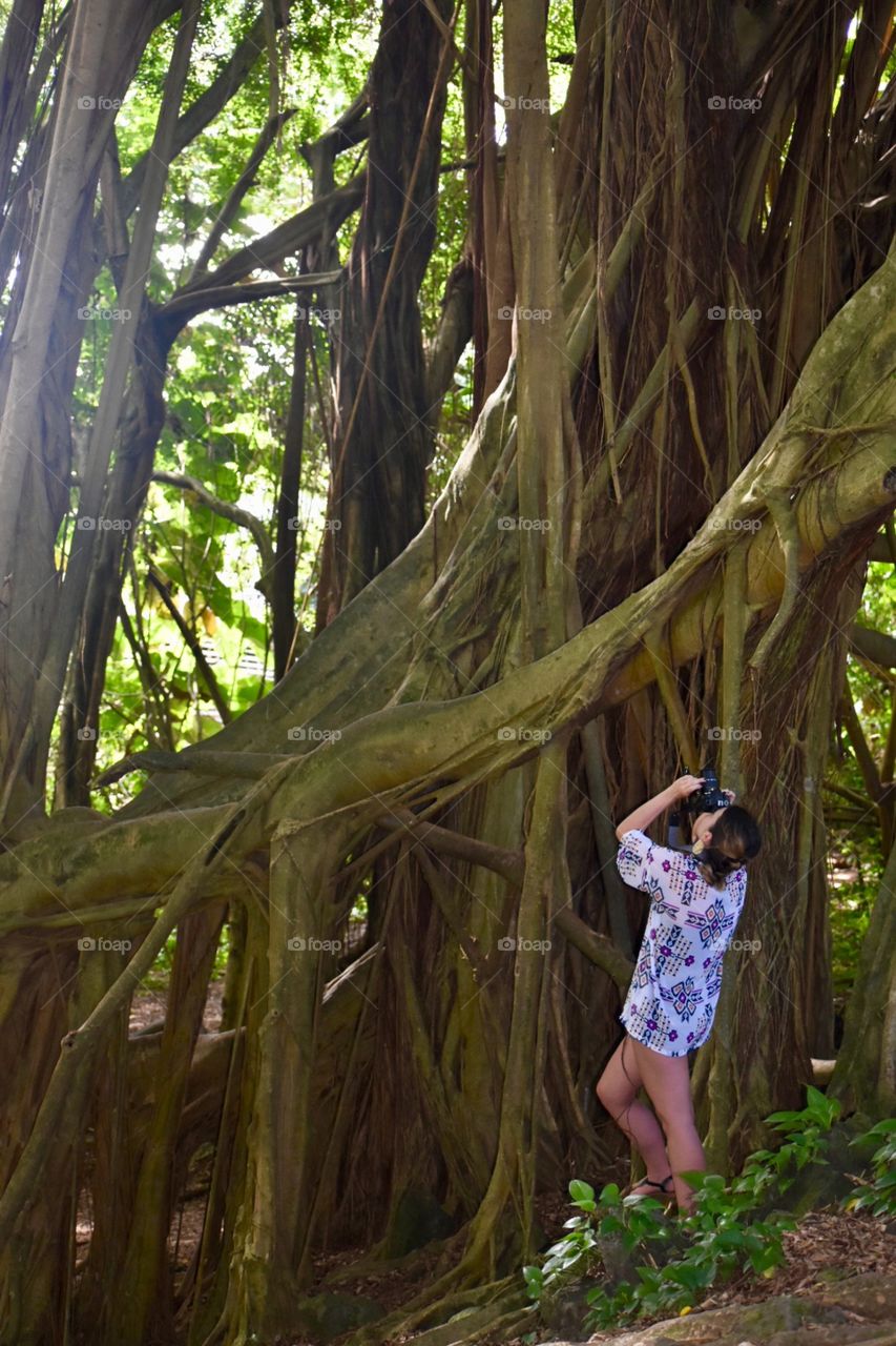 Photographing a banyan tree