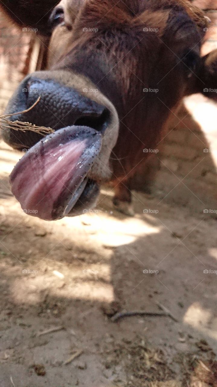 Calf showing tongue