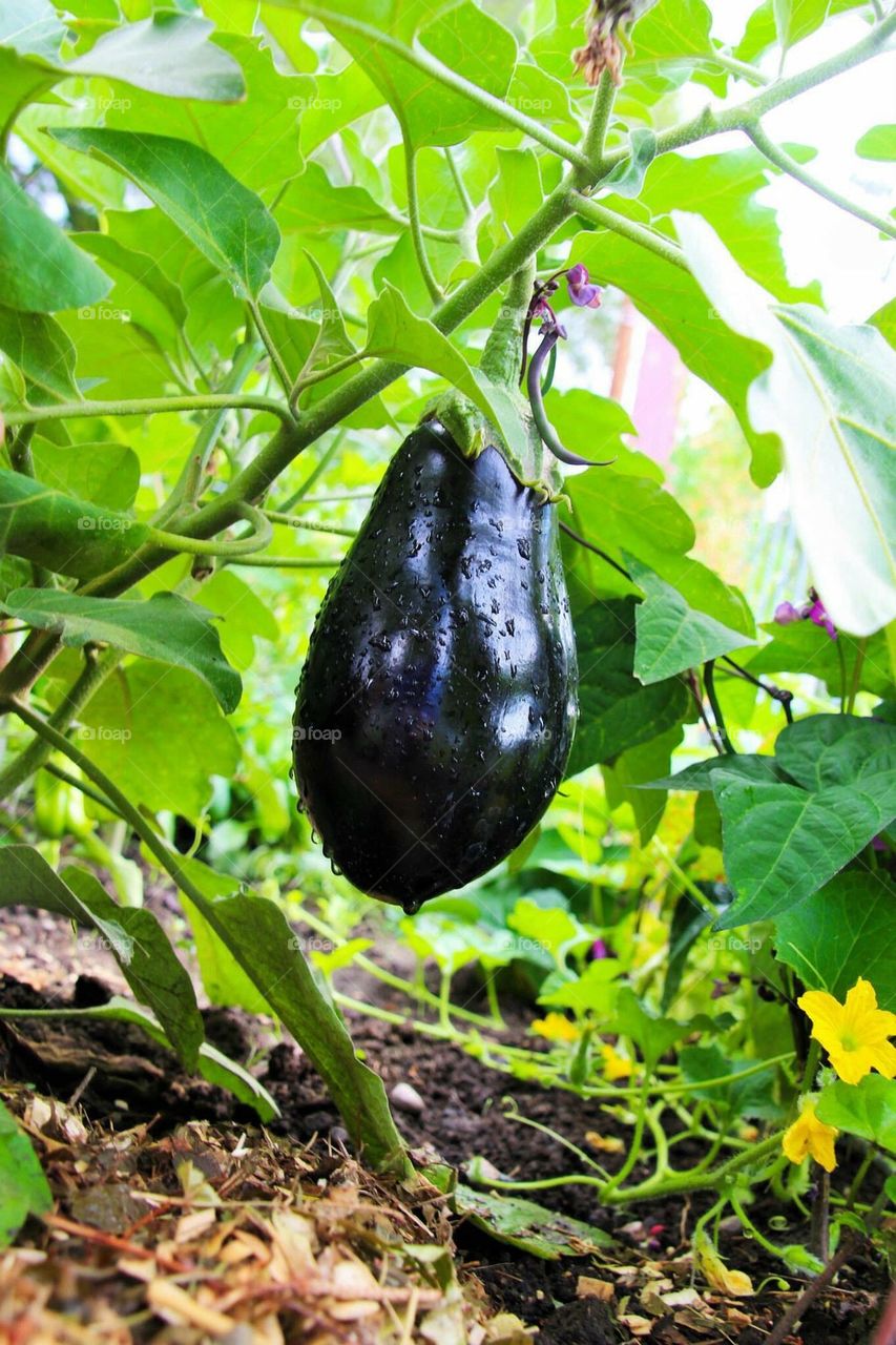 eggplant5