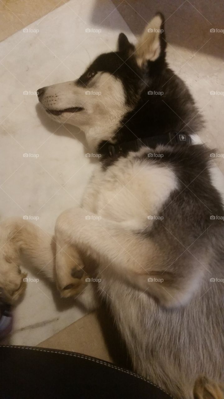 husky dog sleeping on the floor