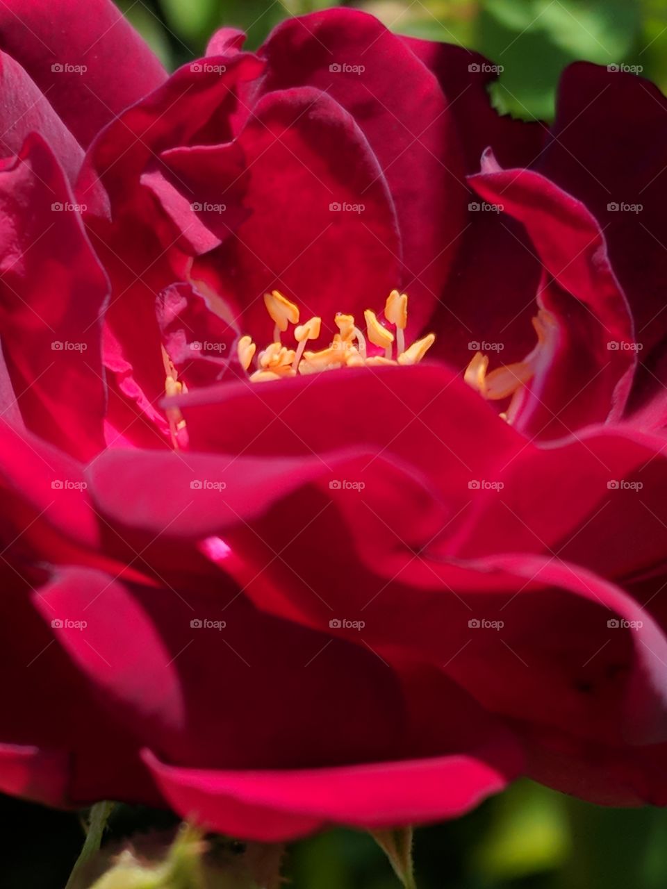 stunning rose close up