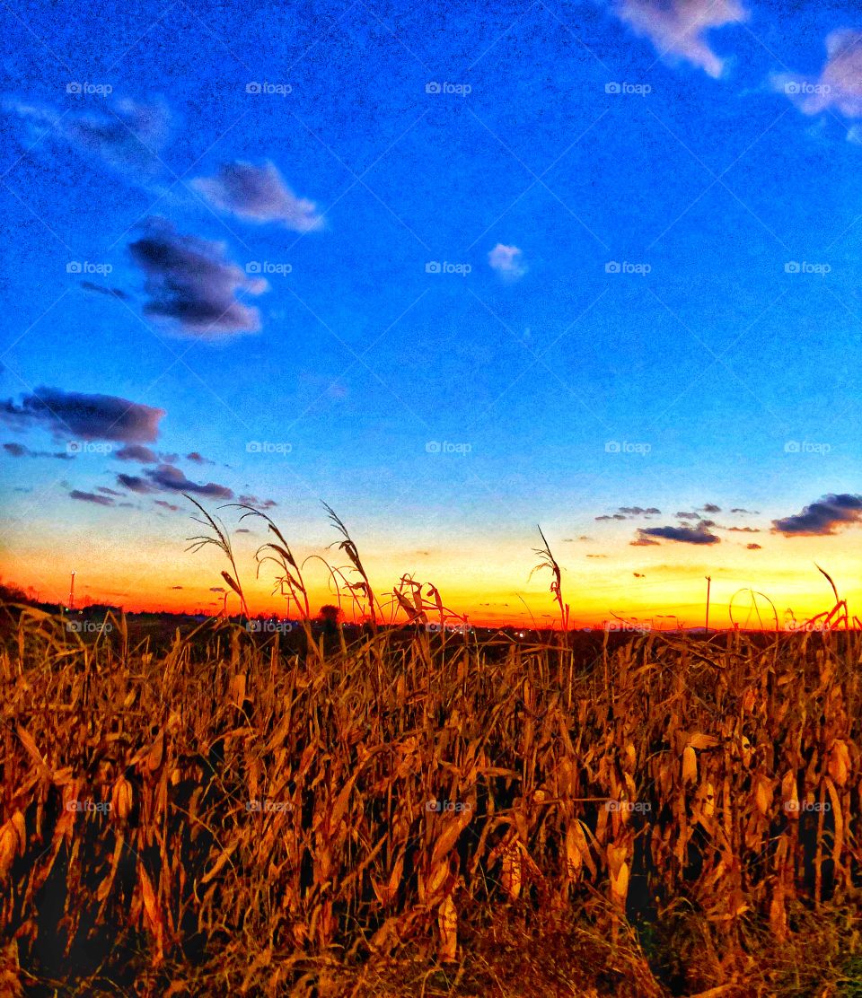 Cornfields sky sunset 