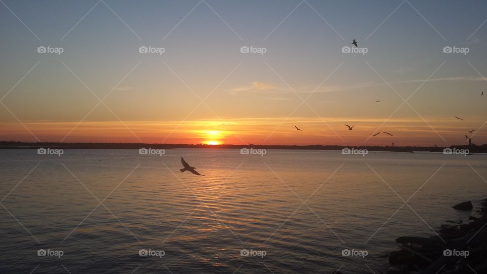 Seagull  in sunset. Seagull un sunset 