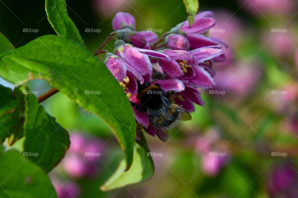 Bee on pink flower