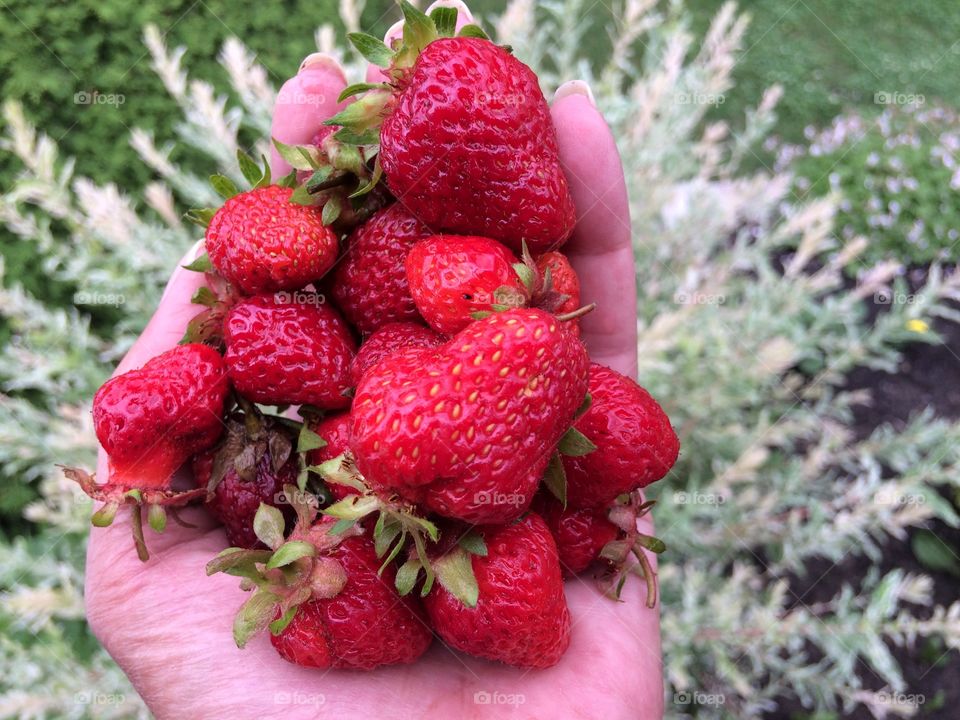 Colourful berries