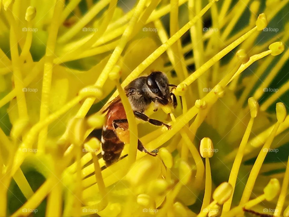 A bee is collecting nectar..