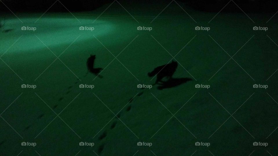 Water, No Person, People, Backlit, Fish