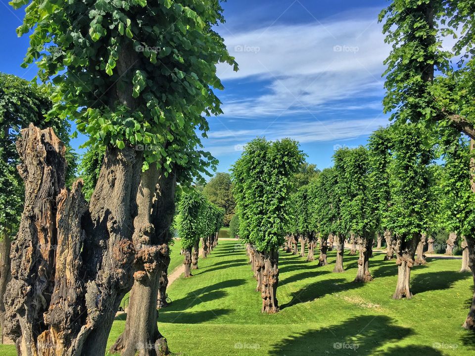 Park trees 