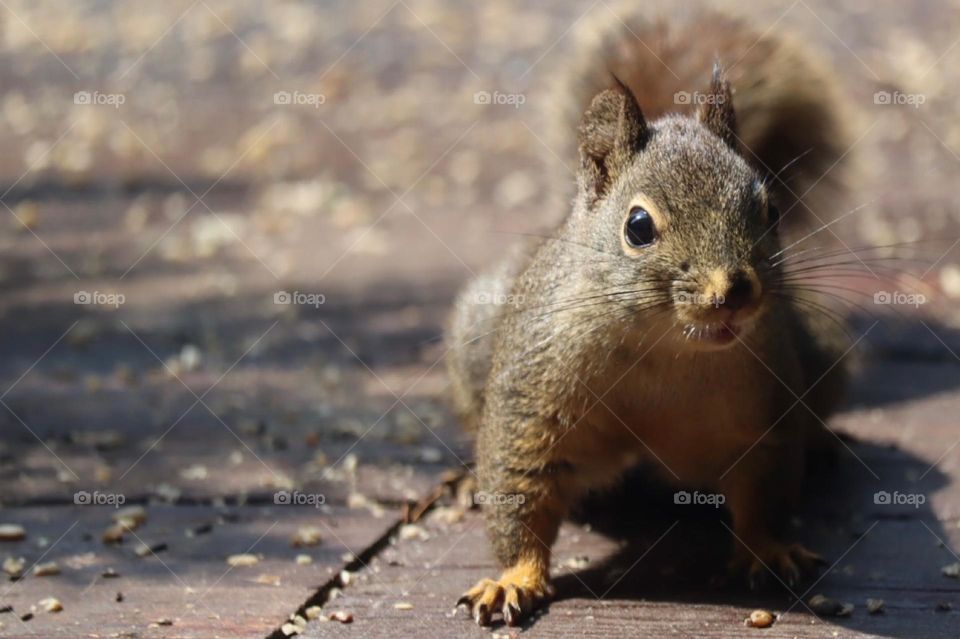 A quick young squirrel scurries across the backyard deck of a house to collect bird seed