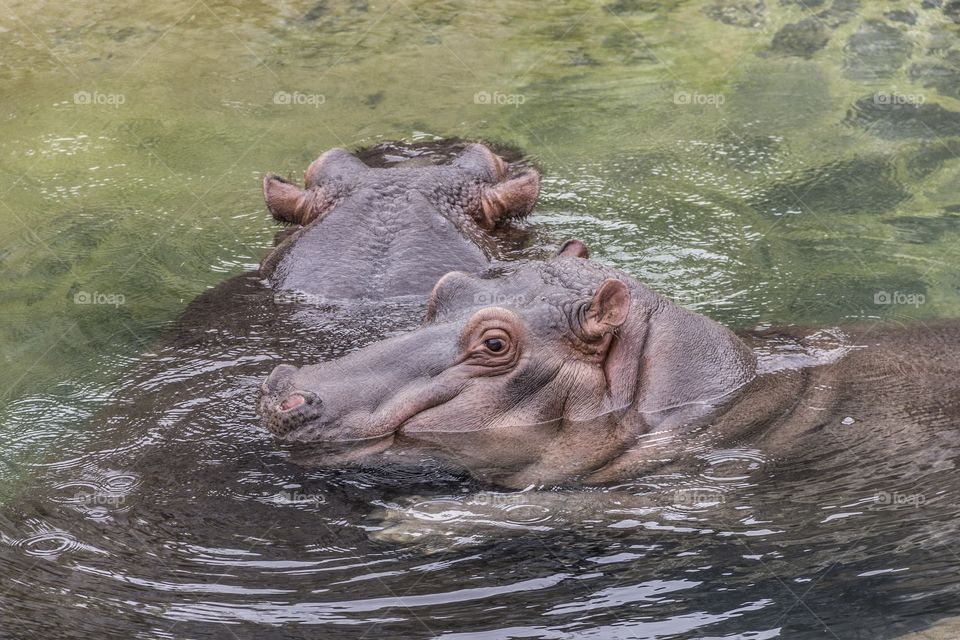 Hippos swimming