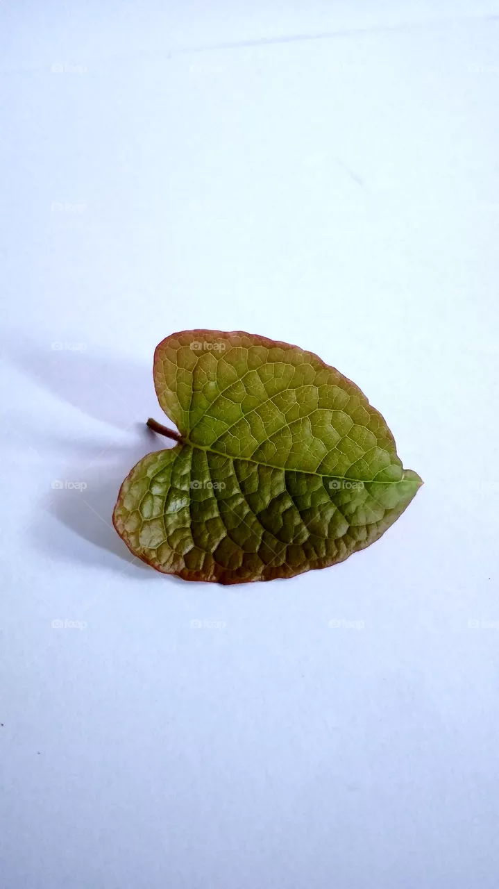 leaf