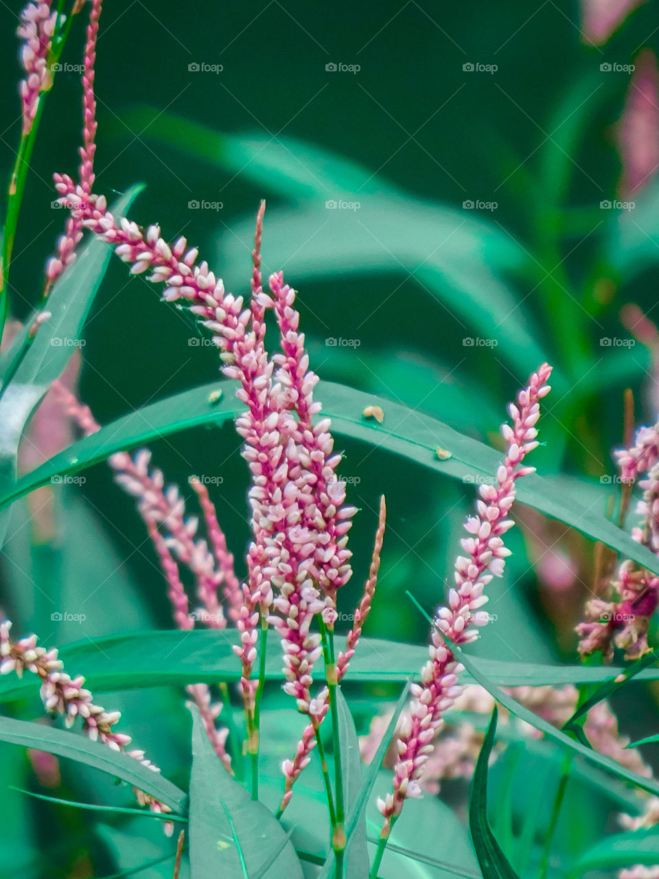 Ornamental Riverside Grass looking very beautiful and colourful and increase the beauty of river.