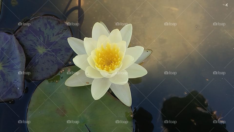 yellow water flower