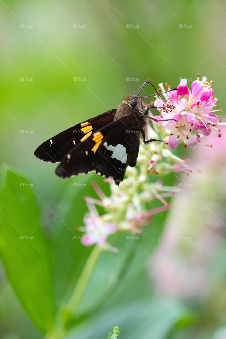 drinking butterfly