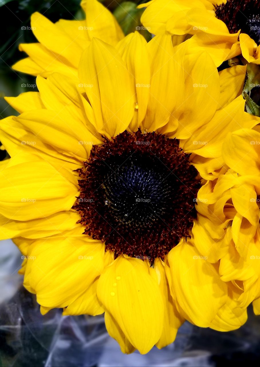 bright and cheerful sunflower