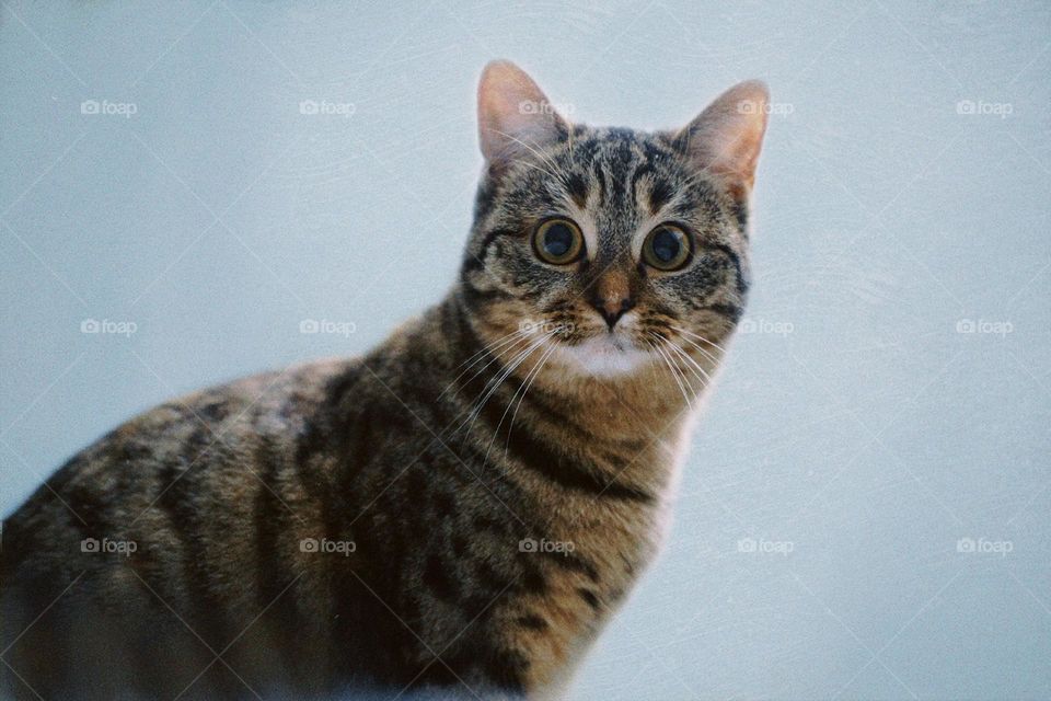 Portrait of a brown cat looking into the camera