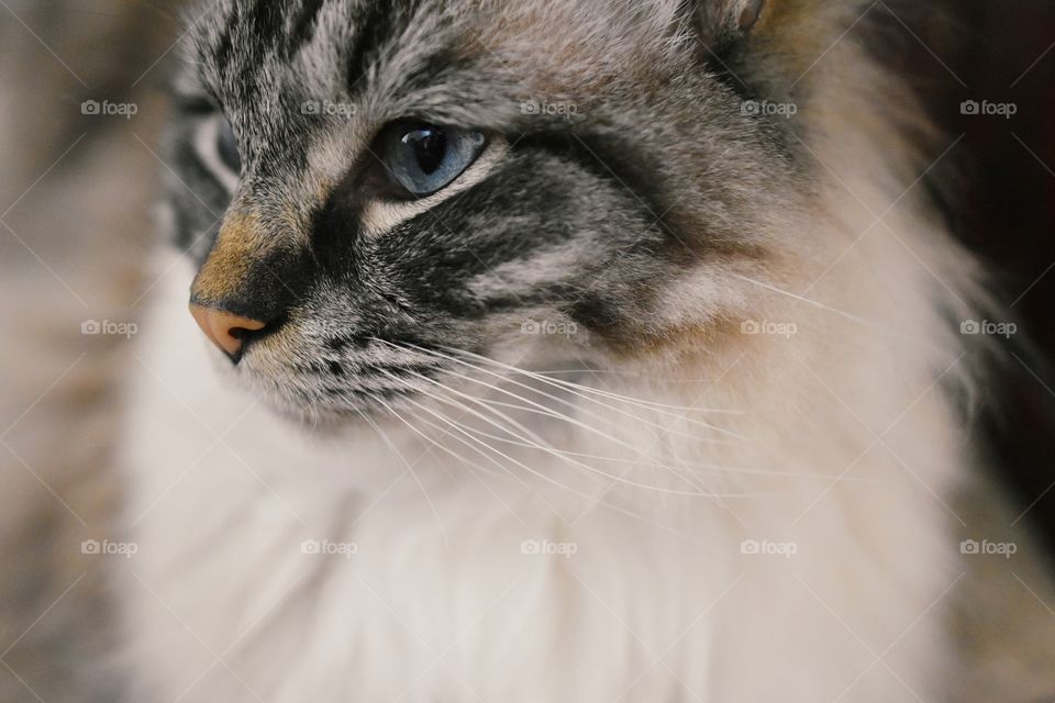 A stunning cat portrait