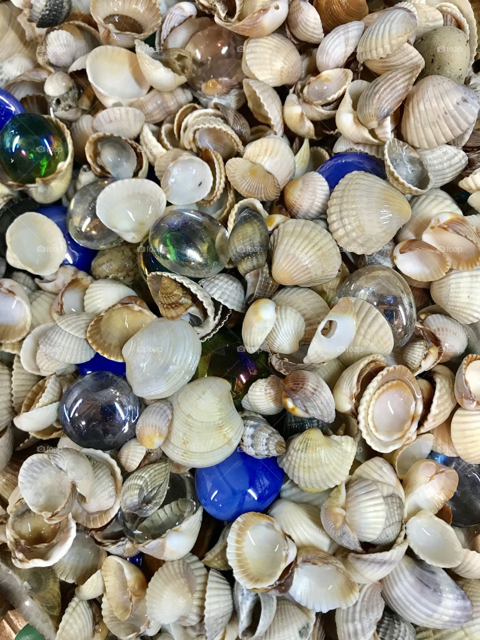 Sea shells 
